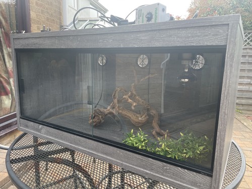 Bearded dragon med vivarium - bearded,