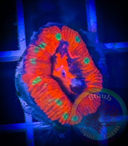 Saf wysiwyg ultra - saf~, red
