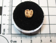 Pleistocene Macropus