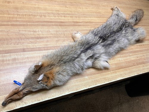 Tanned large coyote damaged - large,