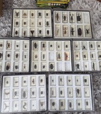 Real Life Bugs Collection (96