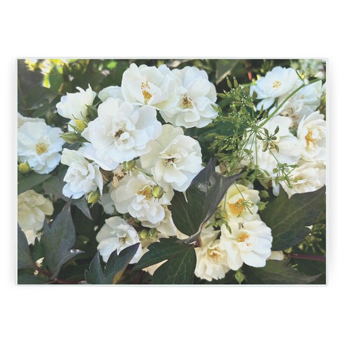 White roses glass worktop - white,