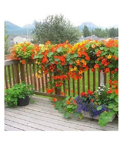 Nasturtium jewel mixed 50 - nasturtium,