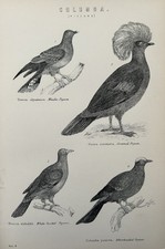 Antique Bird Print c1870s