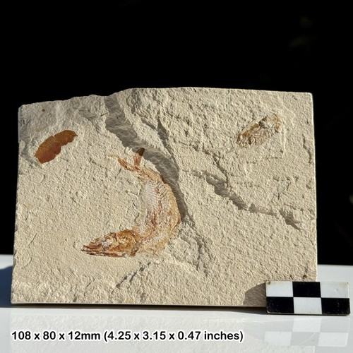 Rare geryon hakelinsis fossil - rare,