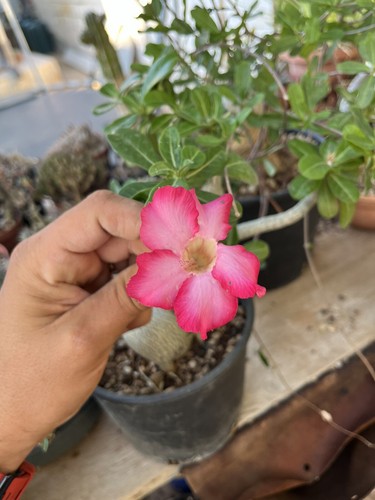 Adenium obesum desert rose - adenium,