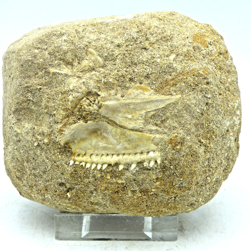 Extinct cretaceous fossil - ,
