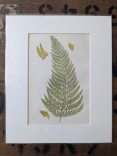Antique 1870s anne pratt fern - 1870s,