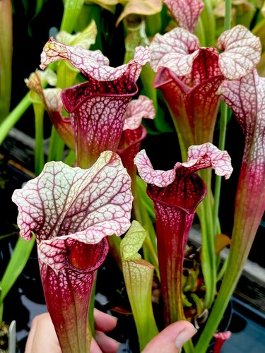 Sarracenia charmaine asbo - sarracenia,