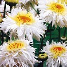 Leucanthemum Crazy Daisy HP, Sow Jan-Sept, Hardy, Fab Flowers for Bees  60 Seeds