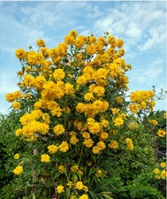Rudbeckia laciniata