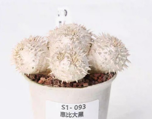 Pot 9cm rare cacti plant - rare,