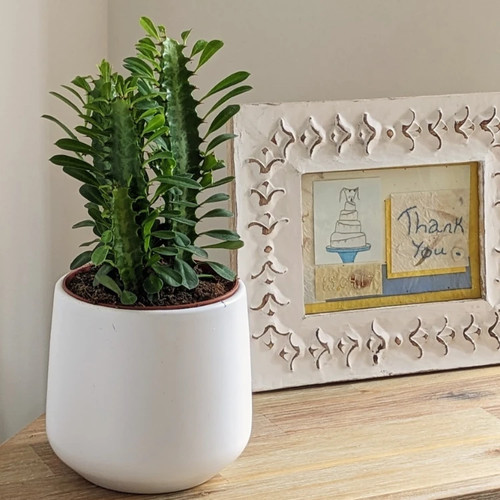 Cathedral cactus - cathedral,