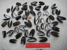 job lot of 50 whole mussel shells locally sourced, N Wales,Crafting,etc