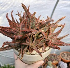 Old Aloe  (In 15 Cms Pot, Own Collection, Strong Compact Plant)
