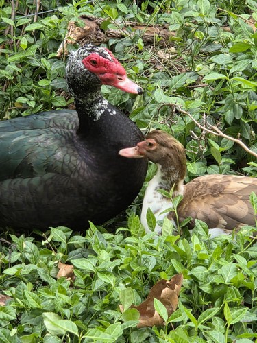 Muscovy duck hatching eggs - duck,