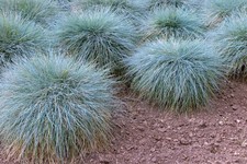 Blue Fescue 2x 9cm pot (2