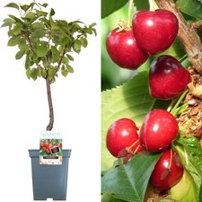 Patio Fruit Tree Collection | Various Fruits | Ideal for Small Gardens  | 2-3ft