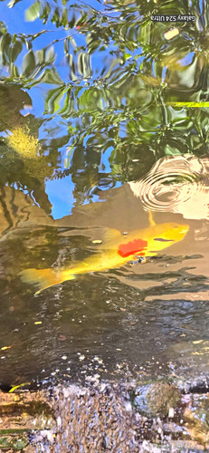 Live koi breeding - breeding, pair