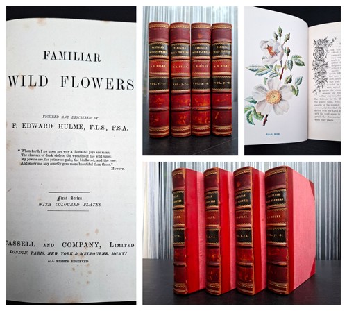 1906 hulme familiar wild - hulme,