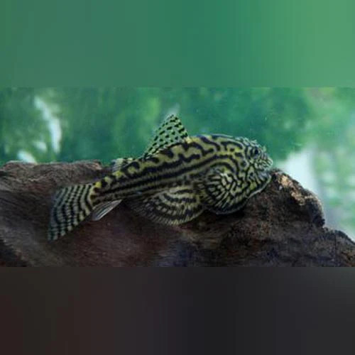 Reticulated hillstream loach - hillstream,