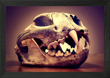 Mountain Lion Framed Wall Art