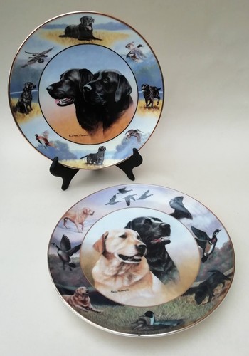 Black golden labrador - black, &