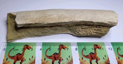 Large fossil rib bone fragment - bone,