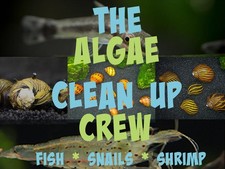 The algae clean crew - algae,