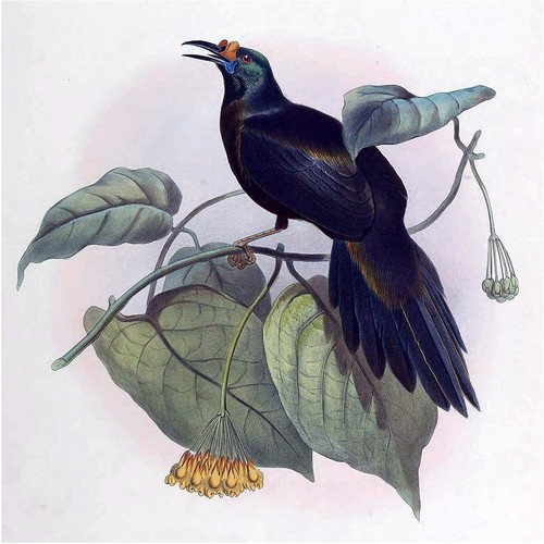 Tropical bird elliot - tropical, d.