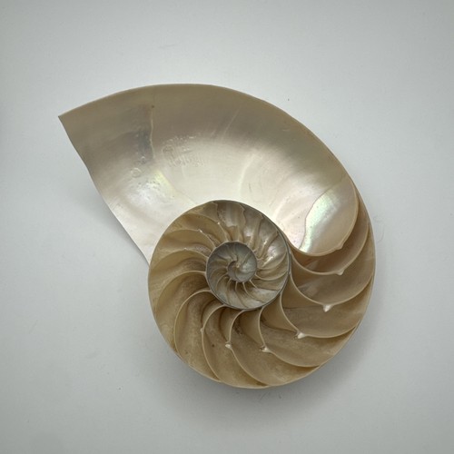 Vtg polished nautilus shell - polished,
