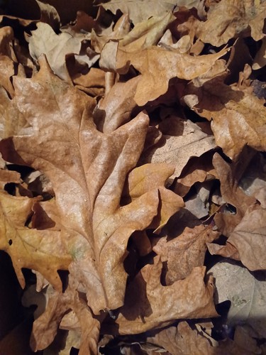 200 dried large oak - dried, leaves