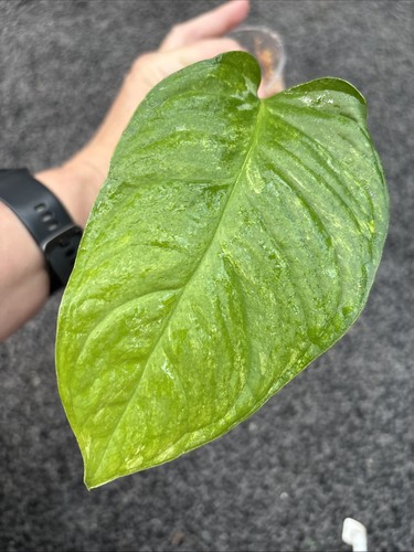 Monstera obliqua mayuna - monstera,