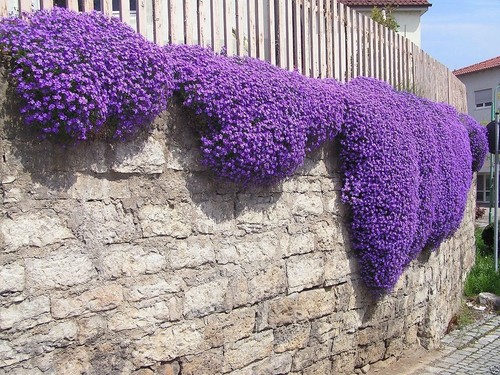 Creeping thyme seeds - seeds, low
