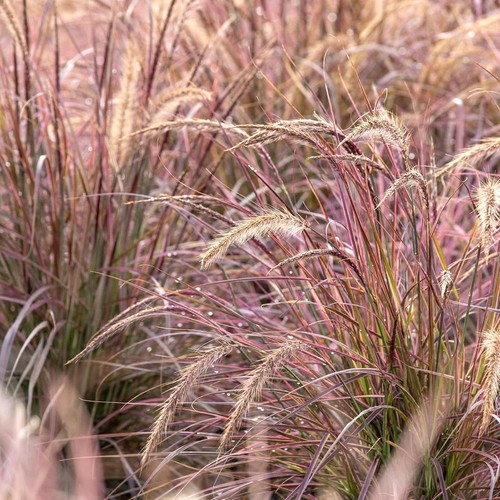 Pennisetum cherry sparkler - cherry,