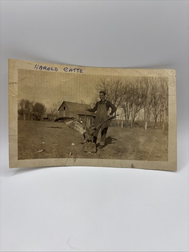 Vintage photograph taxidermy - vintage,
