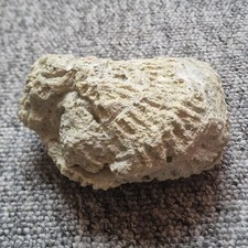 Unique Fossil Coral(547g)  -