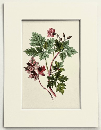 Herb robert hulme - -,