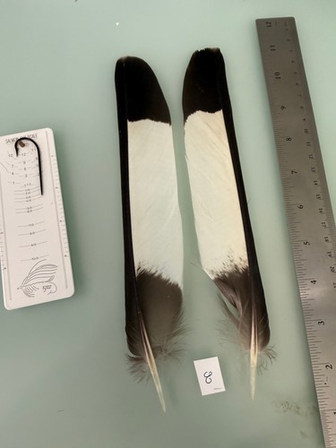 White tail black - tail, cockatoo