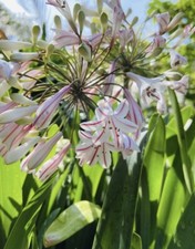 Red Arrow Agapanthus 3Years