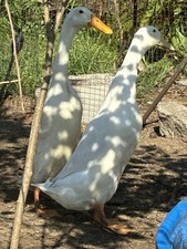 10 +Indian Runner Duck