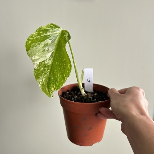 Monstera deliciosa albo - monstera,