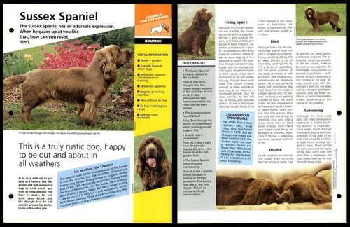 Sussex spaniel routine - spaniel,