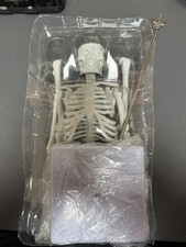 Human Skeleton Model Mini Anatomy Display 17.7in Evotech Missing Skull Top