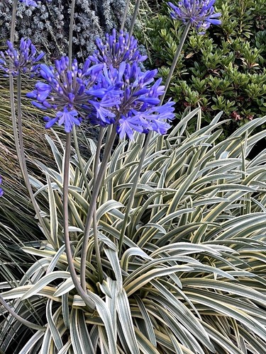 Seeds lily the - of, nile