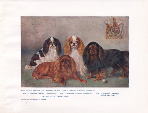King charles spaniel - king, dog