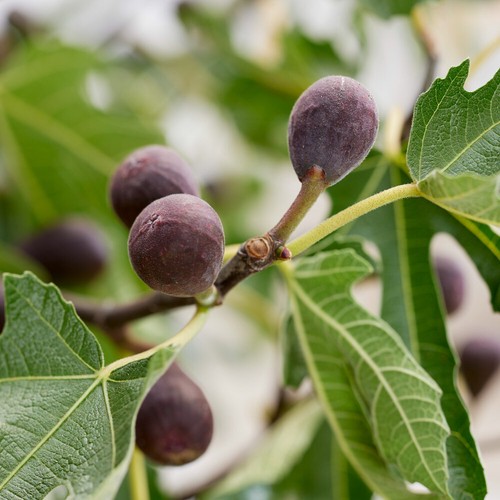 Ficus little miss figgy - 'little,