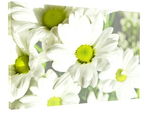 White daisy flowers - daisy, floral