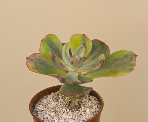 Echeveria enfant - echeveria, “enfant
