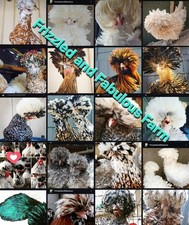 8+polish frizzle hatching eggs